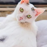 Тильда, кошка 5