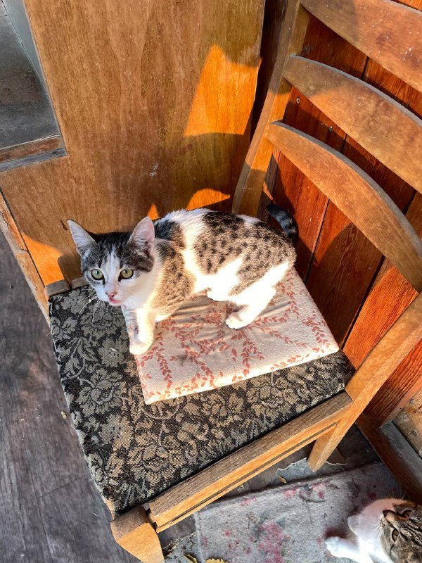 Котенок-девочка 5-6 месяцев 2