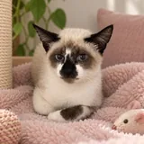 Котенок Лотос 3