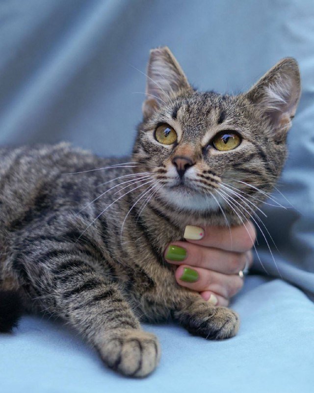 Котёнок Эшли для дома 2