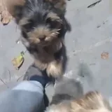 Purebred Yorkshire Terrier, 2 months old 8
