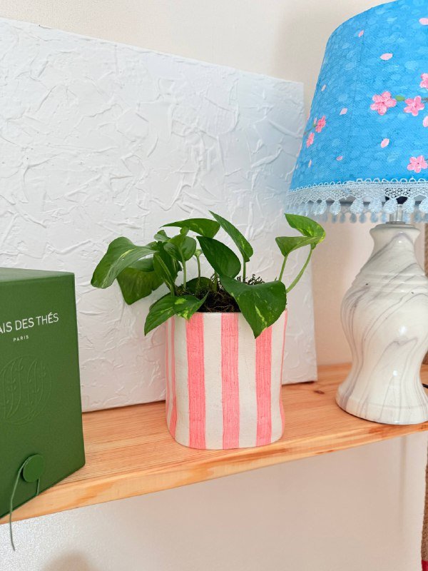 Эпипремнум в глиняном горшочке со мхом