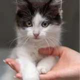 Царевна, котёнок 1