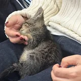 Котёнок ищет любящую семью 2