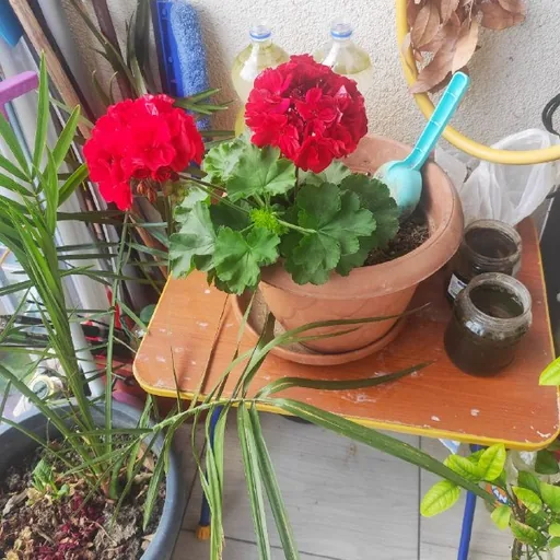 Королевская герань с горшком