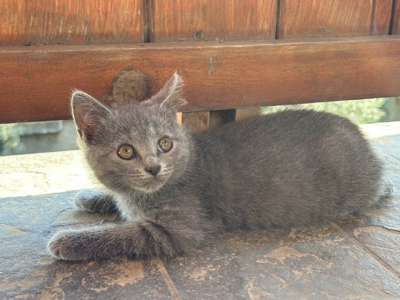 Котенок девочка британка 3