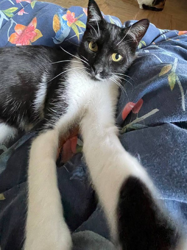 Миниатюрная кошка 2