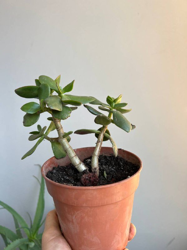 Комнатные растения: Пеперомия, Крассула, Колеус, Алоэ и др. 3