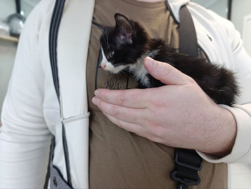 Котёнок Дайнерис бесплатно в добрые руки 3