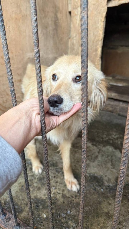 Взять собаку из приюта бесплатно