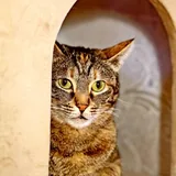 Кошка Фаня 2
