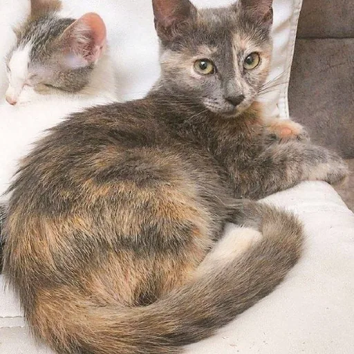 Котята