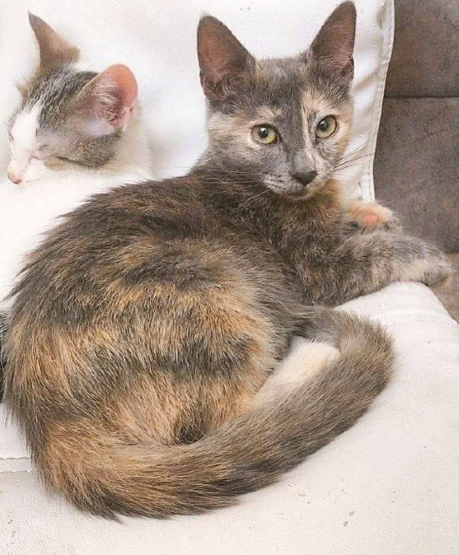 Котята