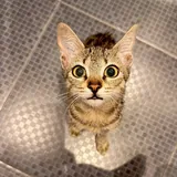 Котёнок ищет дом 6