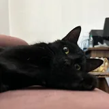 Котик 2