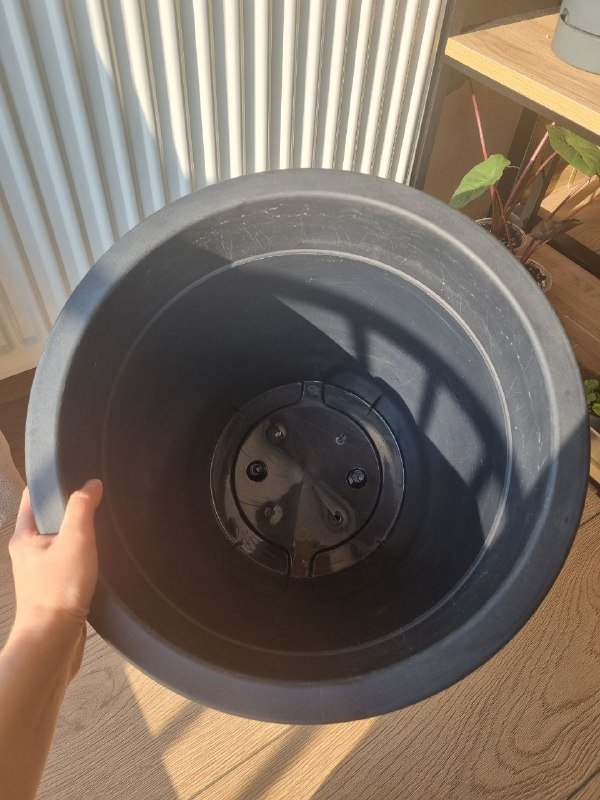 Алоказия Юкатан Принцесс, цветочные горшки пластиковые 9