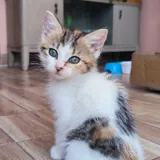 Трёхцветная кошечка Тэйси 5