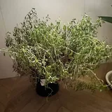 Стрелиция, кала, лаванда, хоя, эвкалипт 5