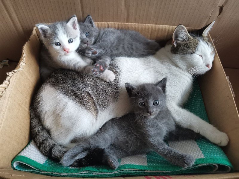 Котята домашние голубые и с белым