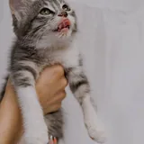 Котёнок Эрика 1