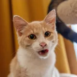 Котёнок Печенька ищет дом 3