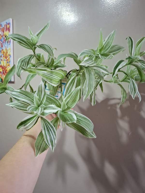 Фикус эластика, пеперомия, портулак, традесканции, шеффлера, седум пальмери 6