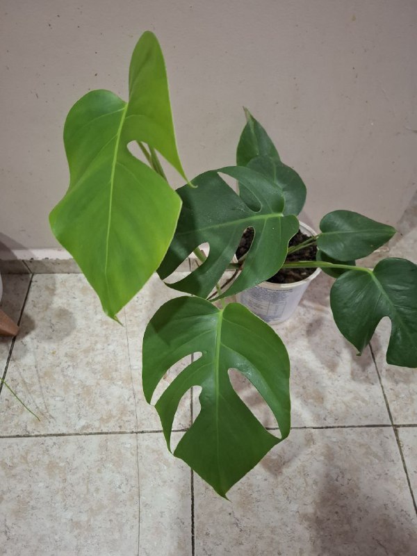 Суккуленты, перец огонек, сингониумы, монстера, рафидофора минима 8