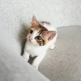 Котенок Крошка ищет семью 3