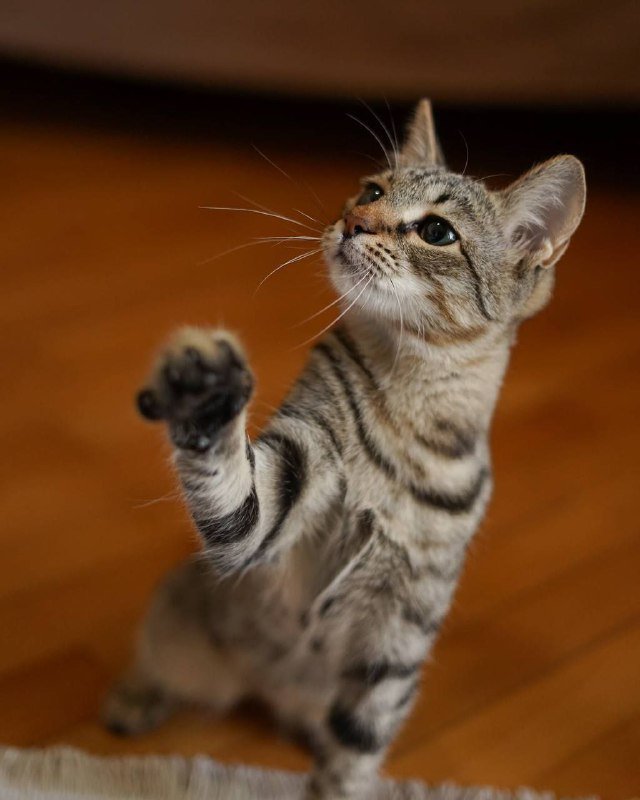 Кошка Сакура ищет дом 4