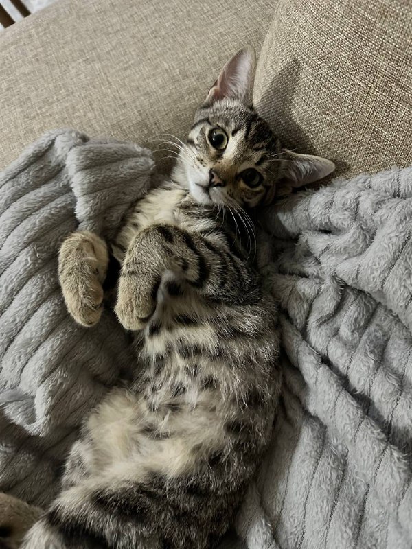 Котенок Манка 2