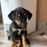 Male and female puppies 3
