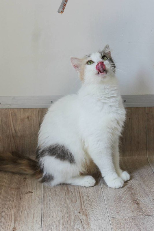 Кошка Джульетта для дома