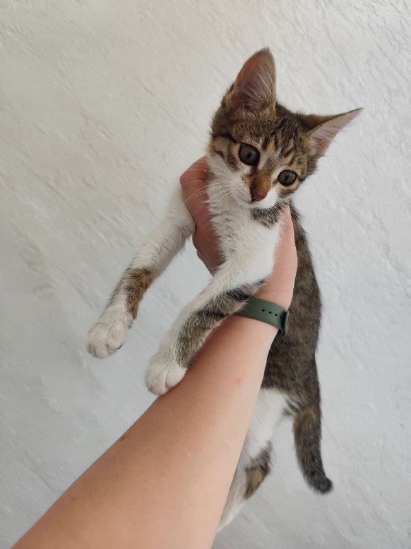Котята Киси и Твиши ищут хозяев 3