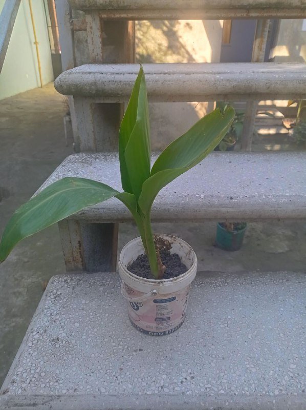 Банановое дерево