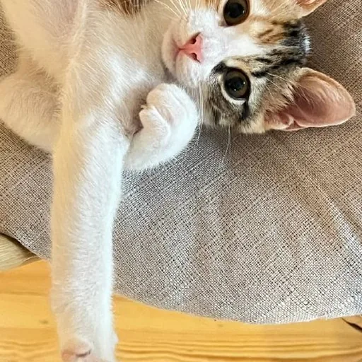 Котенок