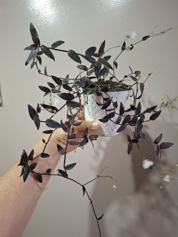 Монстера, папоротники, эпипремнум, тралесканция, традесканция, сингониум, композиции растений 5