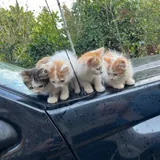 Котята в добрые руки 2