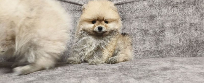 Два щенка померанского шпица бесплатно