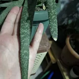 Комнатное растение 5