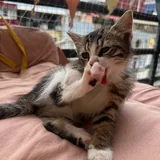 Котёнок Вафля 2
