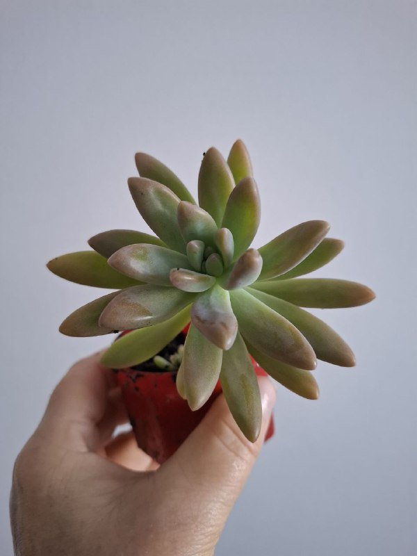 Суккуленты, монстеры разных размеров 8