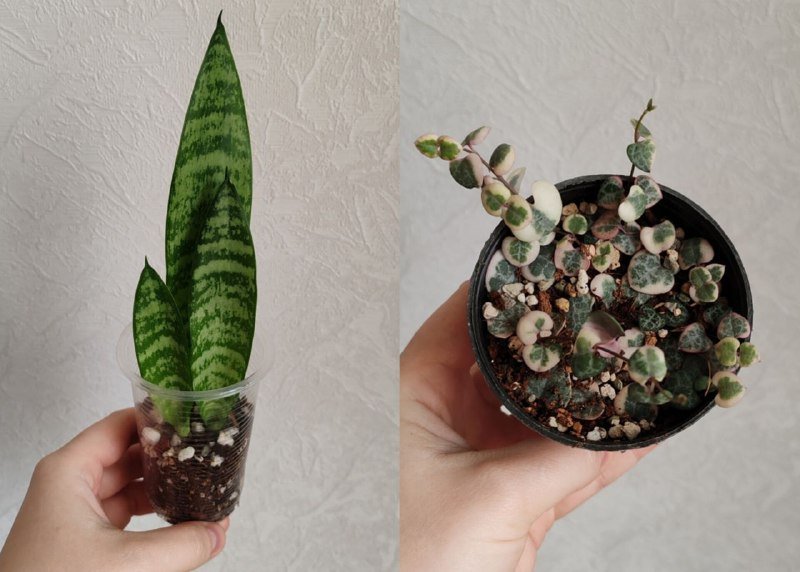 Комнатные растения 5