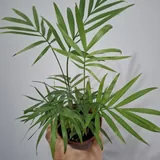 Кактусы, суккуленты, комнатные растения, монстеры, руэллия 4