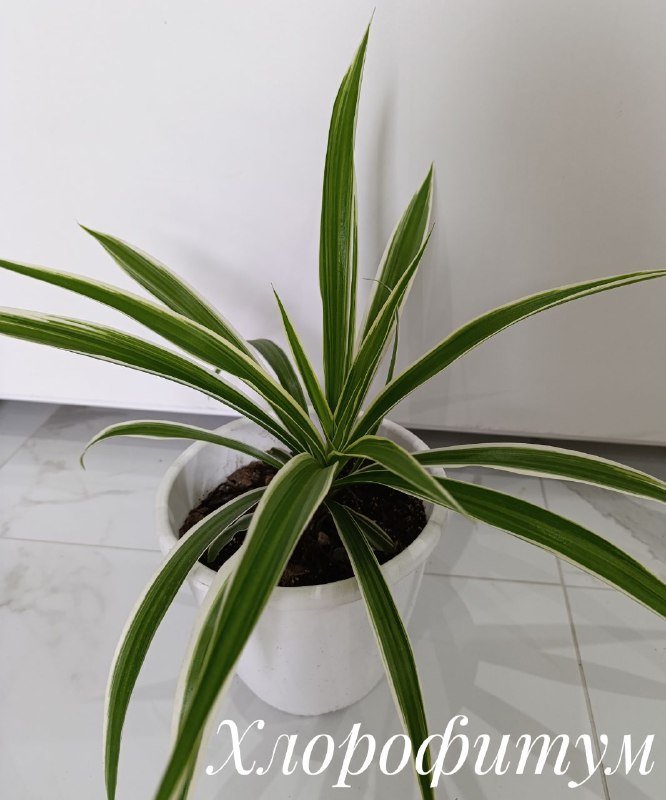 Суккуленты, Красула денежное дерево, Оксалис, Хлорофитум 8