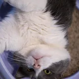 Кот Бэмби 4