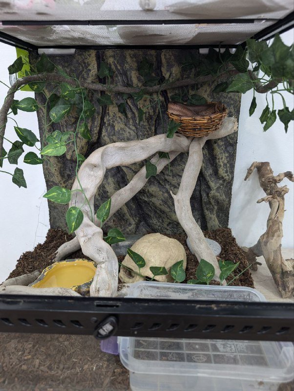 Маисовый полоз со террариумом и принадлежностями 7