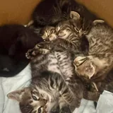 Котята 3