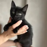 Котята, два братика 4