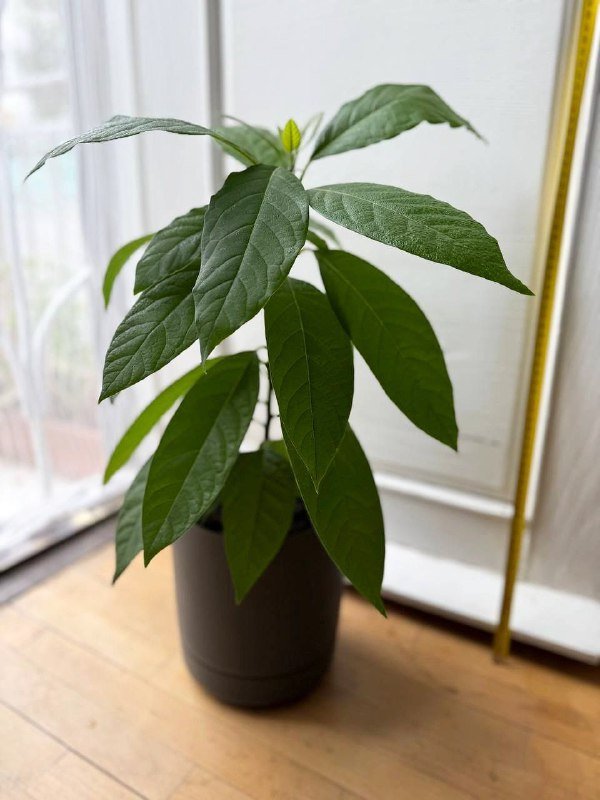 Комнатные цветы с горшками Фикус, Авокадо, Пальма, Вриезия, Гипоэстес 2