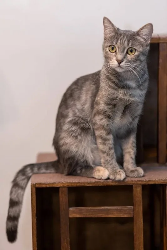 Кошка Смоки, 9 месяцев 1